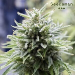 OG Kush Seeds - Seedsman - Sacbee